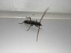 Phoracantha punctata