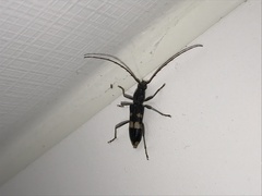 Phoracantha punctata