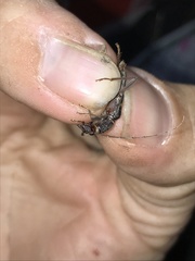 Phoracantha punctata