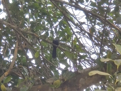 Eudynamys scolopaceus