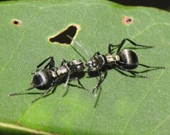 Polyrhachis daemeli