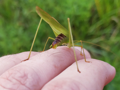 Phaneroptera falcata