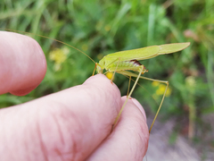 Phaneroptera falcata