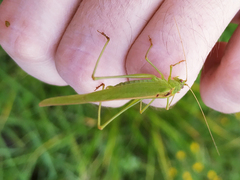 Phaneroptera falcata