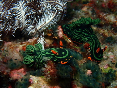 Nembrotha kubaryana