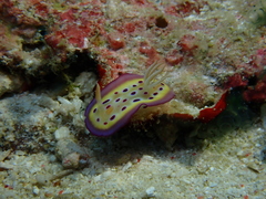 Goniobranchus kuniei