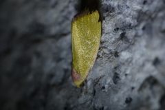 Earias