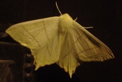 Ourapteryx sambucaria