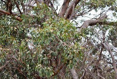 Eucalyptus melliodora