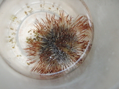 Echinoidea