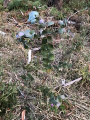 Eucalyptus dalrympleana