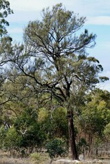 Allocasuarina luehmannii