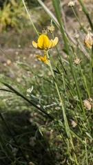 Genista umbellata