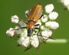 Anogcodes melanurus