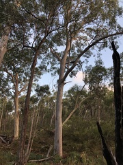 Eucalyptus dalrympleana