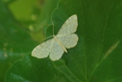 Idaea fuscovenosa