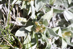 Argyrotegium fordianum