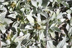 Argyrotegium fordianum