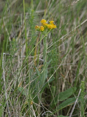 Tephroseris integrifolia integrifolia