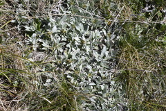 Argyrotegium fordianum