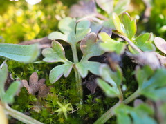 Ranunculus paludosus