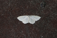 Scopula floslactata