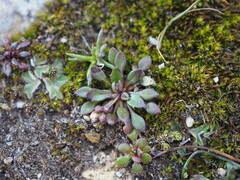 Draba verna