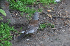 Turdus pilaris