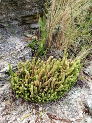 Phlegmariurus saururus