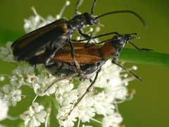 Anogcodes melanurus
