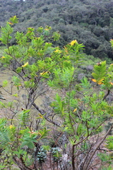 Hypericum mysurense