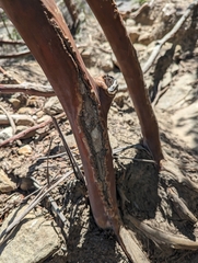Leptospermum luehmannii