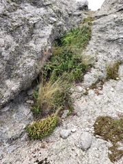 Phlegmariurus saururus