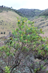 Hypericum mysurense