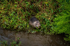 Myocastor coypus