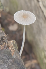 Setulosi