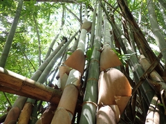 Dendrocalamus strictus