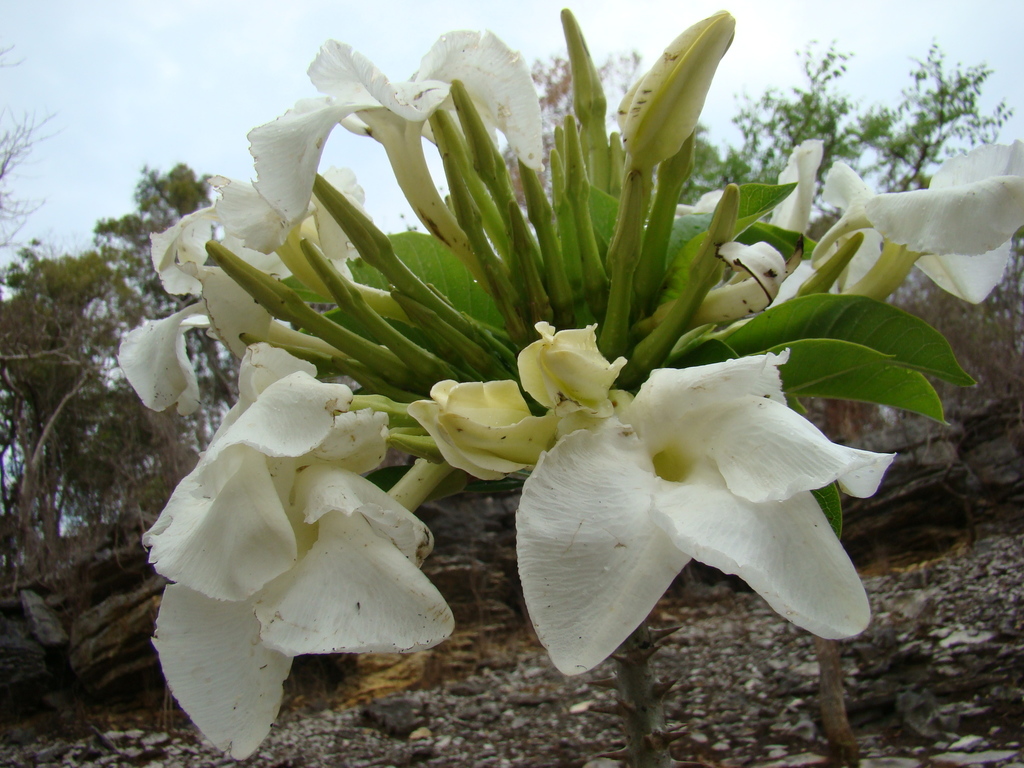Pachypodium sofiense