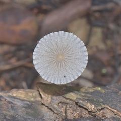 Setulosi