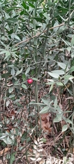 Ruscus aculeatus