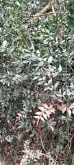 Ruscus aculeatus