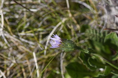 Pappochroma bellidioides