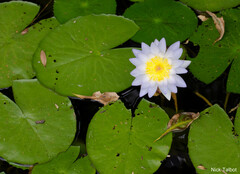 Nymphaea