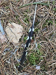 Dendrocopos major