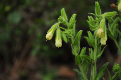 Onosma helvetica