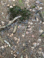 Dendrocopos major