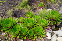 Lobelia deckenii