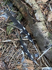 Dendrocopos major