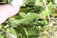 Pappochroma bellidioides