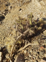 Cylindropuntia echinocarpa
